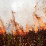Si Jago Merah Ngamuk di Lahan Milik Warga Pangandaran