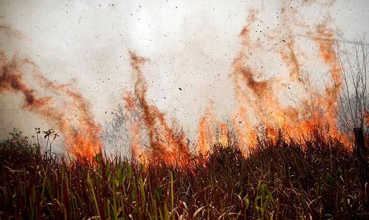 Si Jago Merah Ngamuk di Lahan Milik Warga Pangandaran