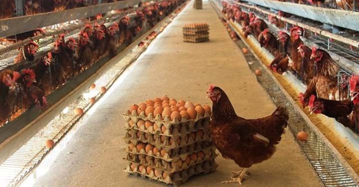 Beternak Ayam Petelur Prospek Bisnis Yang Menggiurkan