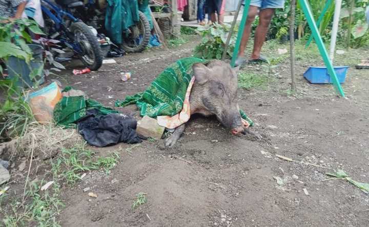 Warga Pangandaran digegerkan dengan Babi Hutan yang masuk ke Perkampungan