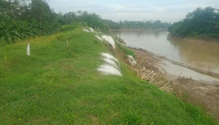 Dua Kecamatan Terancam Banjir Karena Tanggul Citanduy Jebol