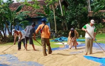 Genjot Produksi Padi, Pemkab Pangandaran Sosialisasikan Padi Jenis Inpari Kepada Petani