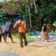Genjot Produksi Padi, Pemkab Pangandaran Sosialisasikan Padi Jenis Inpari Kepada Petani