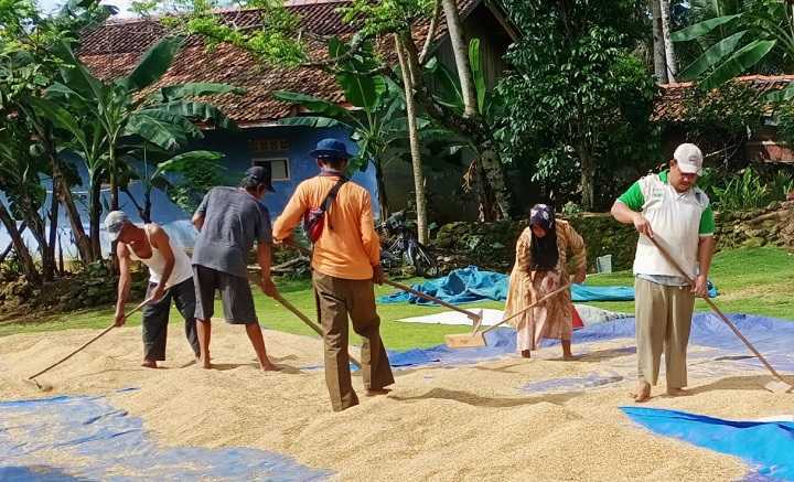 Genjot Produksi Padi, Pemkab Pangandaran Sosialisasikan Padi Jenis Inpari Kepada Petani