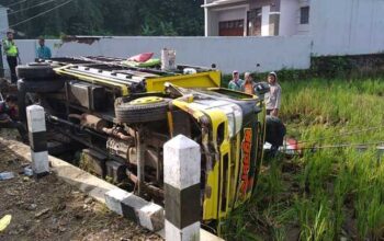Sopir Ngantuk, Truk Bermuatan Puluhan Ton Jagung Terguling ke Sawah
