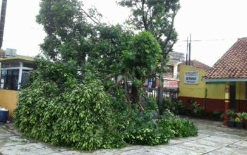 Akibat Hujan Deras, Sejumlah Pohon Tumbang