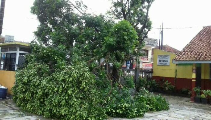 Akibat Hujan Deras, Sejumlah Pohon Tumbang