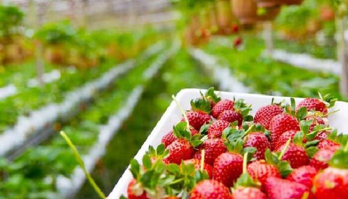 Korea Selatan Buka Kran Tenaga Magang Indonesia Dibidang Pertanian