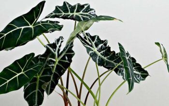 10 Jenis Alocasia Untuk Percantik Halaman Rumah