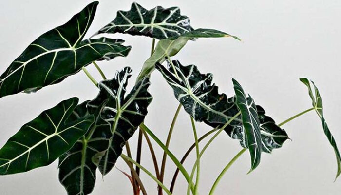 10 Jenis Alocasia Untuk Percantik Halaman Rumah