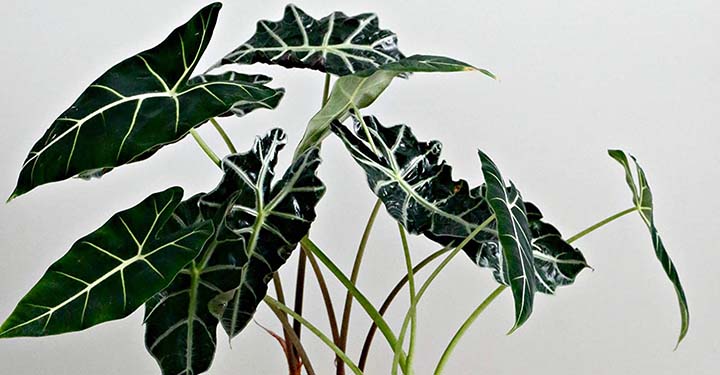 10 Jenis Alocasia Untuk Percantik Halaman Rumah