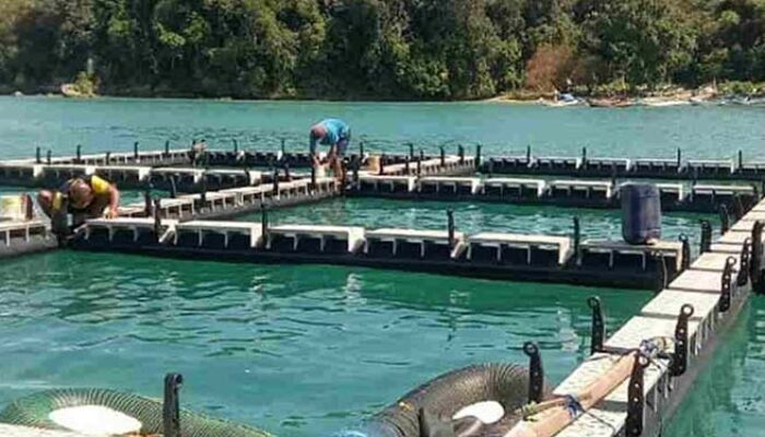 8 Jenis Budidaya Komoditas Air Payau di Pangandaran yang Menjanjikan