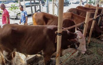 Disnakan Ciamis Inspeksi Kelayakan Hewan Kurban