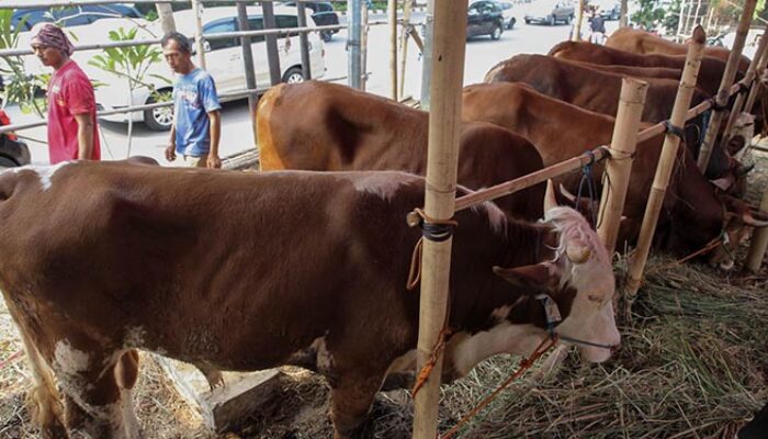 Disnakan Ciamis Inspeksi Kelayakan Hewan Kurban