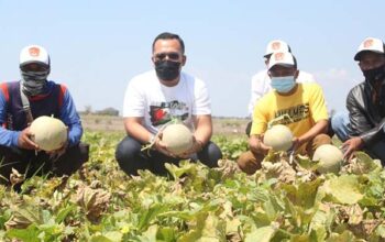 Anggota DPRD Jabar Fasilitasi Petani Milineal Budidayakan Melon