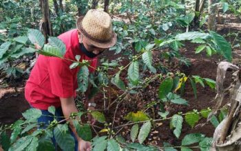 Tanam Kopi Mampu Menggairahkan Ekonomi Kelompok Tani Hingga 500 Juta