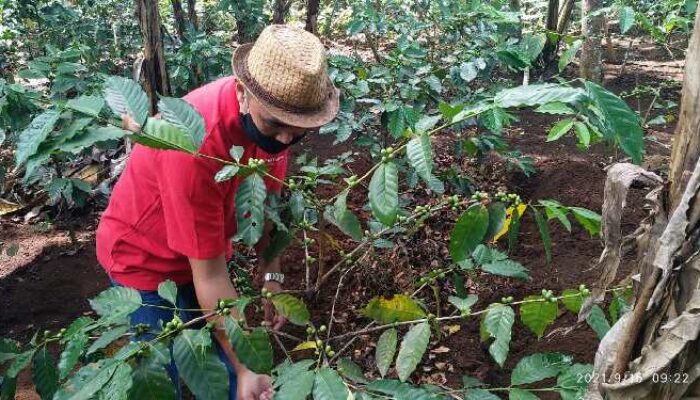 Tanam Kopi Mampu Menggairahkan Ekonomi Kelompok Tani Hingga 500 Juta