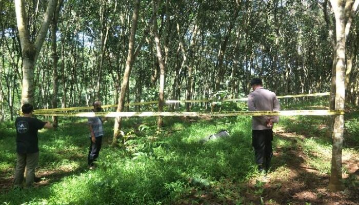Geger! Petani Karet Cipatat Temukan Mayat Remaja Anggota Kelompok Motor
