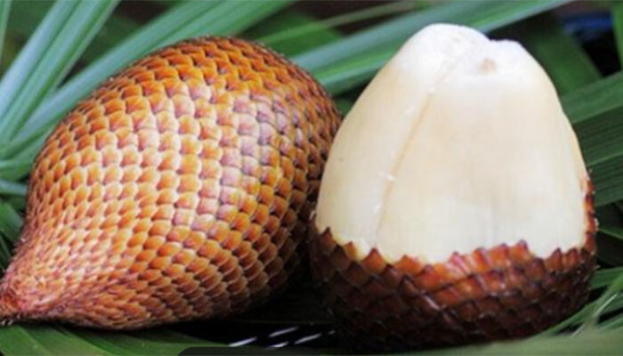 Salak, Rahasia Ampuh Atasi Asam Urat