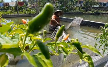 Sukses Petani Muda Tasikmalaya di Bisnis Koi dan Nila, Jutaan Rupiah Terbukti