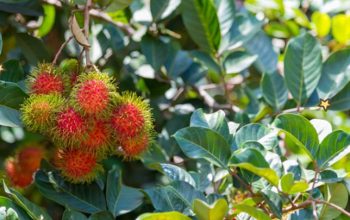 Daun Rambutan, Kekayaan Nutrisi yang Terlupakan