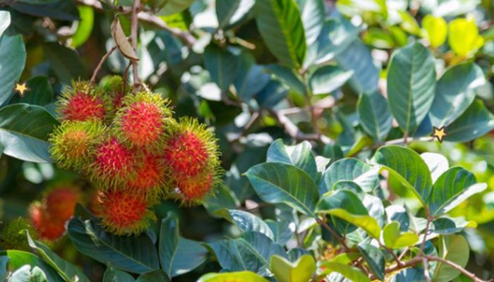 Daun Rambutan, Kekayaan Nutrisi yang Terlupakan