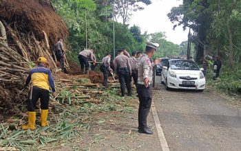 Pohon Bambu Tumbang, Evakuasi Dilakukan untuk Pulihkan Lalu Lintas
