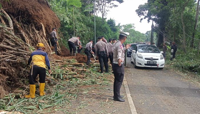 Pohon Bambu Tumbang, Evakuasi Dilakukan untuk Pulihkan Lalu Lintas
