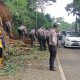 Pohon Bambu Tumbang, Evakuasi Dilakukan untuk Pulihkan Lalu Lintas