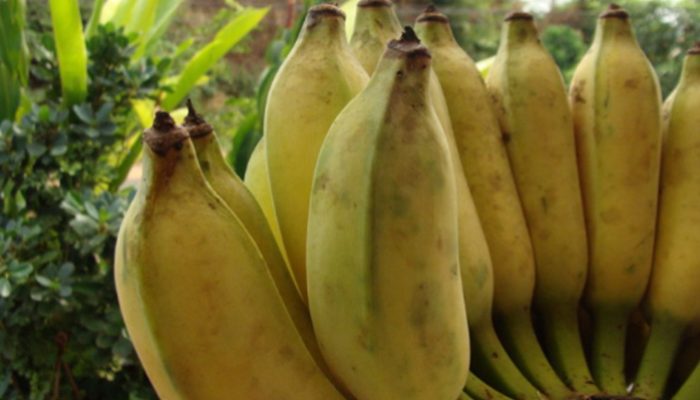 Atasi Asam Urat dengan Pisang dan Makanan Sehat