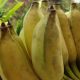 Atasi Asam Urat dengan Pisang dan Makanan Sehat