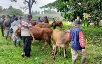 Wabah PMK Mengganas di Tasikmalaya, Ratusan Sapi Mati dan Pasar Hewan Lumpuh!