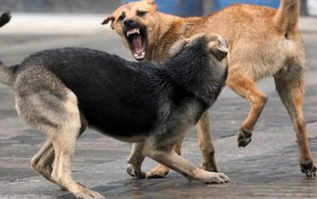 Serangan Anjing Edan Kembali Terjadi, Warga Pangandaran Diminta Tingkatkan Kewaspadaan