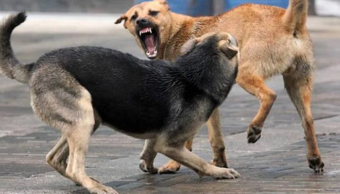 Serangan Anjing Edan Kembali Terjadi, Warga Pangandaran Diminta Tingkatkan Kewaspadaan