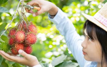 Jarang Diketahui! Ini Deretan Penyakit yang Bisa Diredakan dengan Makan Rambutan