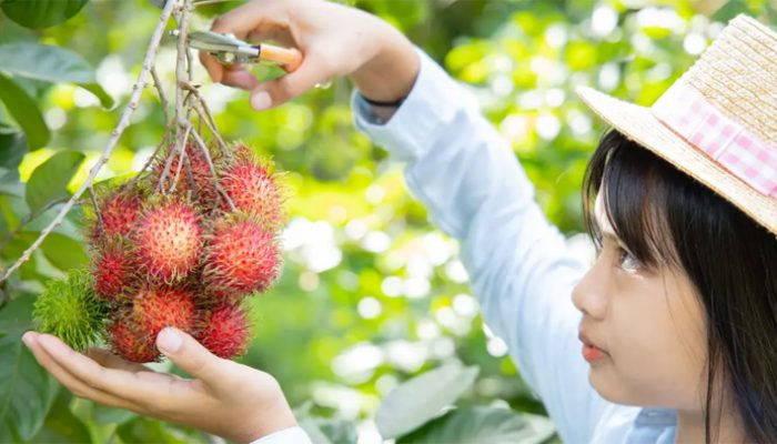 Jarang Diketahui! Ini Deretan Penyakit yang Bisa Diredakan dengan Makan Rambutan
