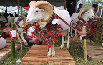 Tasikmalaya Meriahkan HUT Bhayangkara dengan Kontes Domba-Kambing Spektakuler
