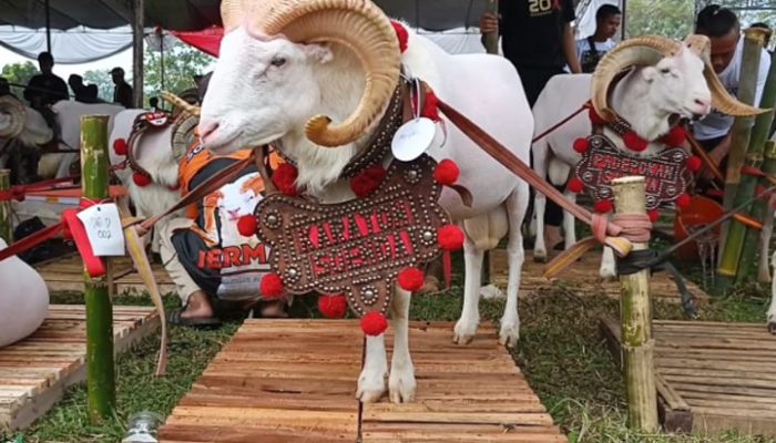 Tasikmalaya Meriahkan HUT Bhayangkara dengan Kontes Domba-Kambing Spektakuler