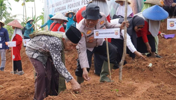 Polres Tasikmalaya Tanam Jagung di 206 Hektar Lahan, Dukung Swasembada Pangan