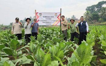 Pemkab Bandung Barat Dorong Produktivitas Tembakau Melalui Program DBHCHT