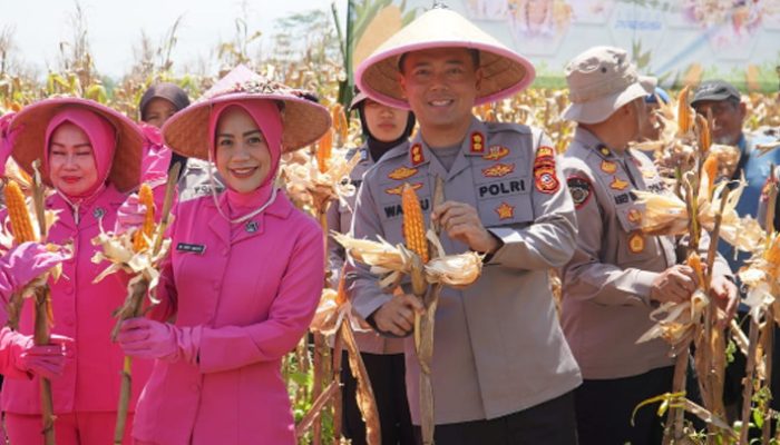 Panen Raya Jagung di Tasikmalaya Capai 117 Ton, Polres Dukung Program Ketahanan Pangan Nasional