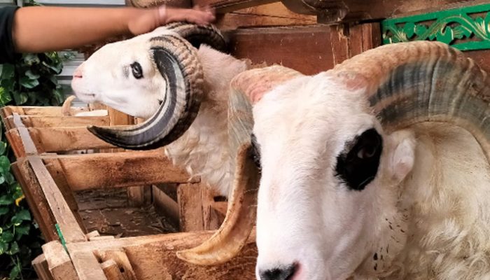 Bertahan Tanpa Sistem Kuat, Peternakan Rakyat Dinilai Butuh Dukungan Strategis Negara