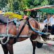 Tinggalkan Mobil Dinas, ASN Disnaker Kota Tasikmalaya Pilih Delman Hadiri Undangan