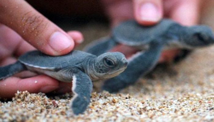 Katara Tour Hadirkan Wisata Edukasi Penyu di Pangandaran, Wisatawan Diajak Lepas Tukik ke Laut