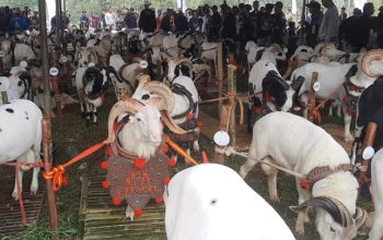 Bukan Sekadar Kontes, Pesta Patok Dongkrak Harga Domba dan Kesejahteraan Peternak