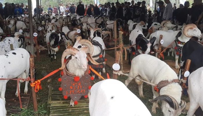Bukan Sekadar Kontes, Pesta Patok Dongkrak Harga Domba dan Kesejahteraan Peternak