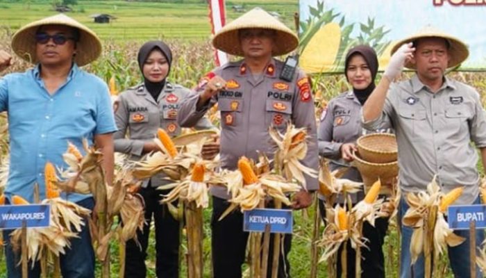 Dukung Ketahanan Pangan, Satreskrim Polres Tasikmalaya Pantau Pertumbuhan Jagung di Desa Janggala