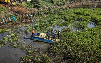 Pemda KBB dan IP Lakukan Pembersihan Massal Eceng Gondok di Waduk Saguling