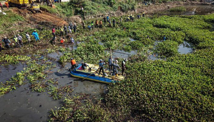 Pemda KBB dan IP Lakukan Pembersihan Massal Eceng Gondok di Waduk Saguling